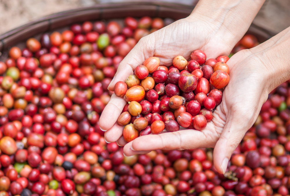 hands-full coffee berries in hands