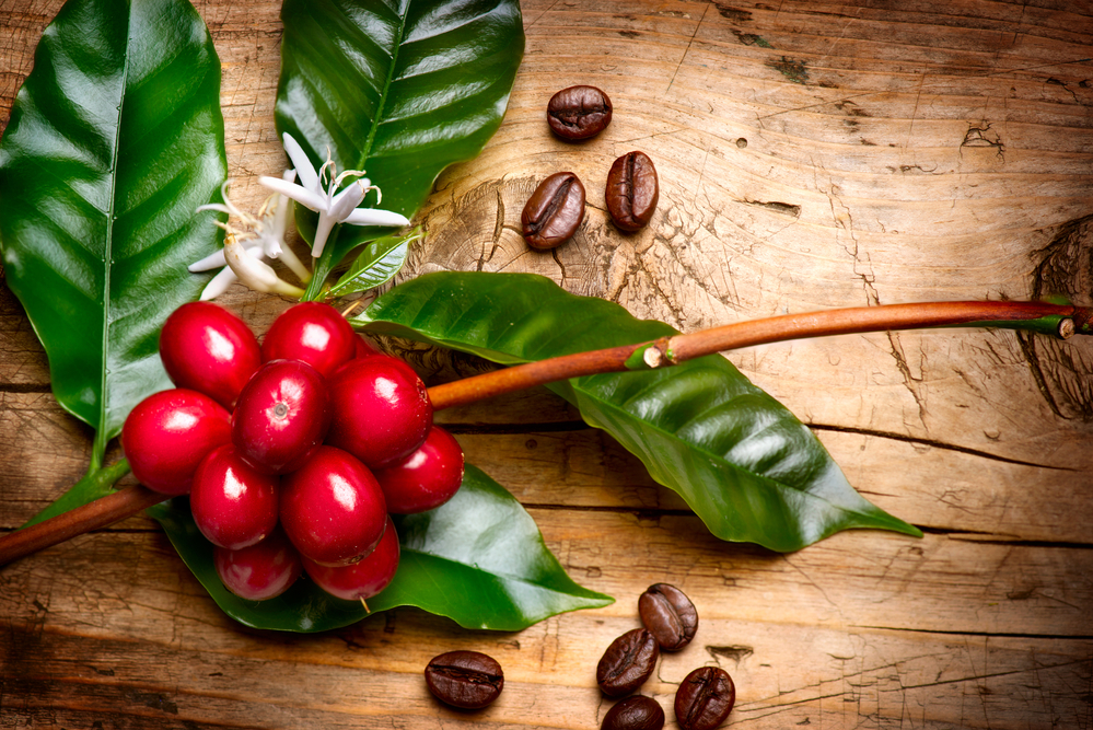 Coffee berries and roasted beans scattered on a wooden desk